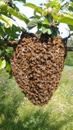 Bijenzwerm bijen zwerm bijenvolk Venray en omgeving, Dieren en Toebehoren, Insecten en Spinnen, Bijen