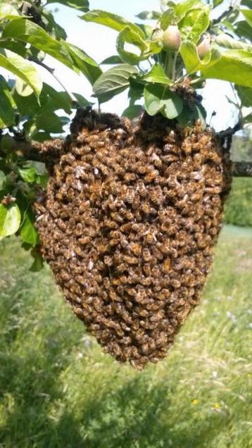 Bijenzwerm bijen zwerm bijenvolk Venray en omgeving
