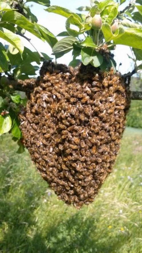 Bijenzwerm bijen zwerm bijenvolk Venray en omgeving, Dieren en Toebehoren, Insecten en Spinnen, Bijen