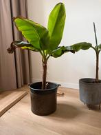 Bananenplant (Musa) excl pot, Huis en Inrichting, Kamerplanten, Ophalen, Overige soorten, Halfschaduw, Minder dan 100 cm