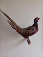 Opgezette fazant, Ophalen of Verzenden