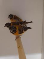 Kapoetsensijs mannen, Mannelijk, Tropenvogel, Geringd