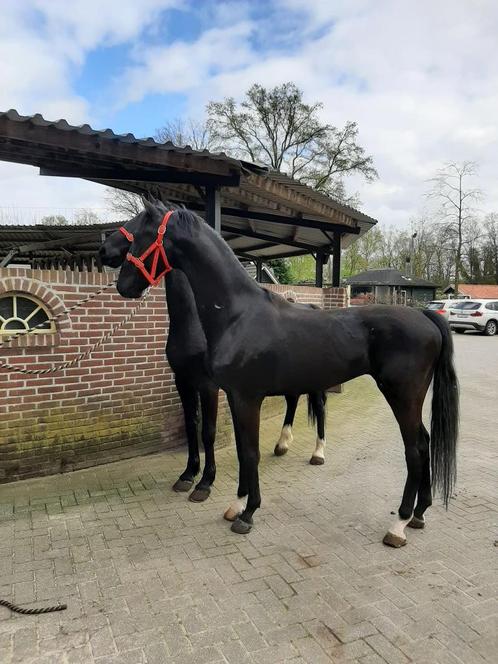 Span zwarte tuigpaard ruinen, Dieren en Toebehoren, Paarden, Ruin, Onbeleerd, 160 tot 165 cm, 3 tot 6 jaar, Tuigpaard, Met stamboom