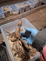 Glorie van Heemstede Dahlia, Ophalen of Verzenden, Volle zon, Knol