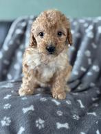 Maltipoo pups te koop!, Overige rassen, CDV (hondenziekte), 8 tot 15 weken, Meerdere