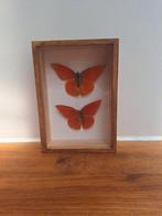 Vlinders in lijst, Minder dan 50 cm, Ophalen of Verzenden, Zo goed als nieuw, Minder dan 50 cm