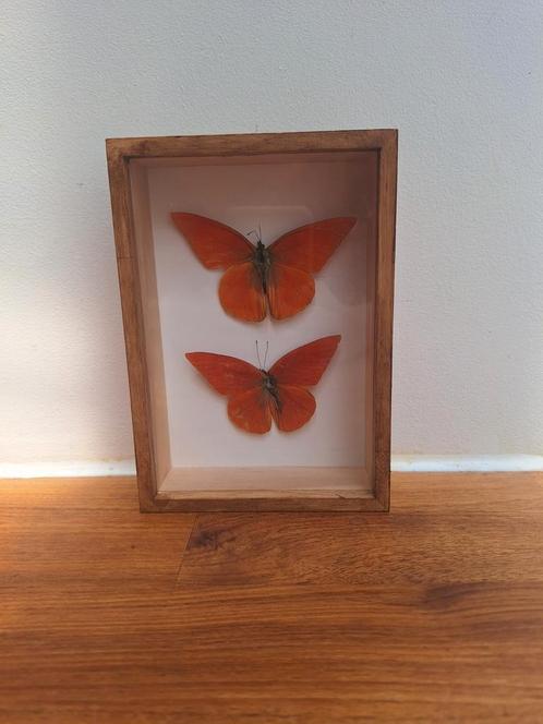 Vlinders in lijst, Huis en Inrichting, Woonaccessoires | Lijsten, Zo goed als nieuw, Minder dan 50 cm, Minder dan 50 cm, Hout