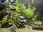 platy, Dieren en Toebehoren, Vis