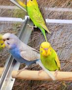 Grasparkieten diverse kleuren., Dieren en Toebehoren, Vogels | Parkieten en Papegaaien, Meerdere dieren, Parkiet, Tam