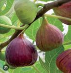 Ficus car. Brown turkey, Ophalen, Lente, Volle zon, In pot