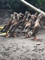 Indische loopeend, Dieren en Toebehoren, Geslacht onbekend, Eend