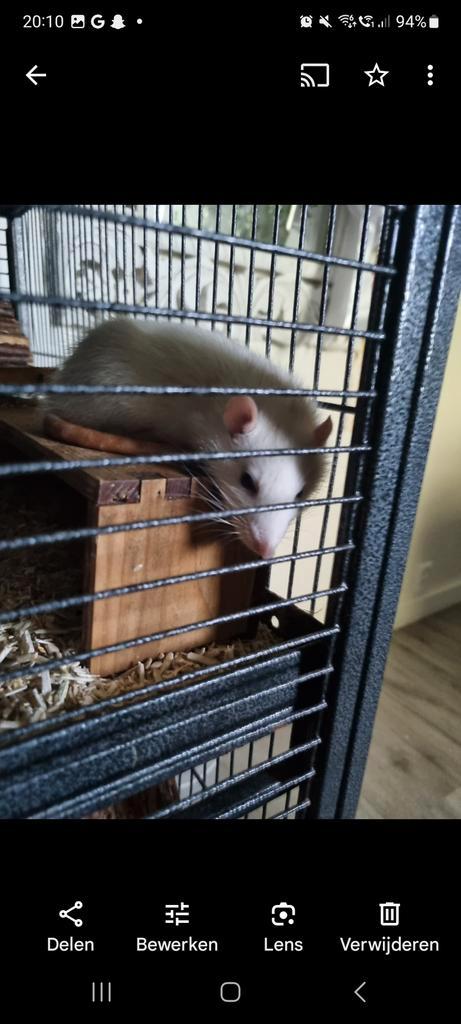 HUIS DIER OPPAS!!, Verzamelen, Dierenverzamelingen, Ophalen of Verzenden