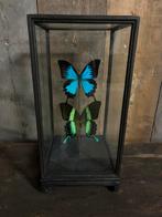 Vitrine met Papilio Ulysses en Blumei, Verzamelen, Dierenverzamelingen, Nieuw, Opgezet dier, Ophalen of Verzenden, Insect