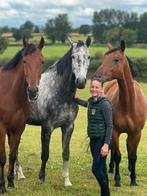 Training van paarden en ponys, Ruiter of Bijrijder