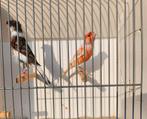Harlekijn kanaries, Dieren en Toebehoren, Meerdere dieren, Kleurkanarie
