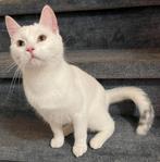 Mooi witte verzorgende en gezond kat en 6 maanden oud, Dieren en Toebehoren, Katten en Kittens | Overige Katten