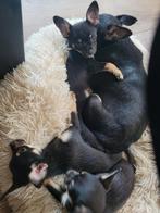 Spoed spoed de laatste 3 chihauhau pupjes, Dieren en Toebehoren, Honden | Chihuahua's en Gezelschapshonden, CDV (hondenziekte)