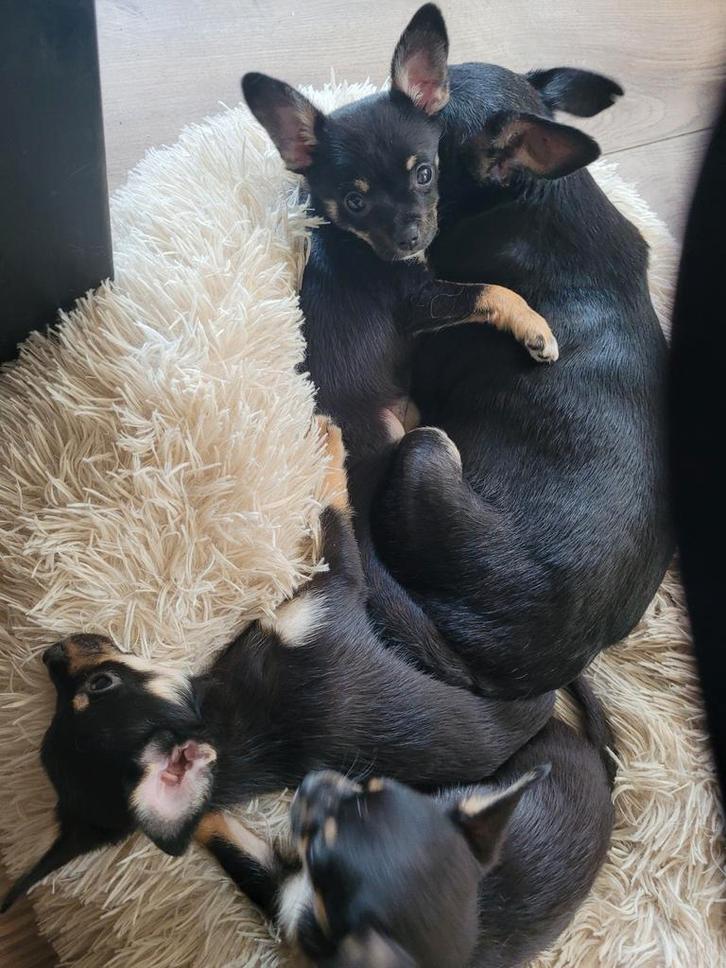 Spoed spoed de laatste 3 chihauhau pupjes, Dieren en Toebehoren, Honden | Chihuahua's en Gezelschapshonden, Meerdere dieren, Chihuahua
