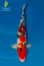 073 Sanke, Dieren en Toebehoren, Vissen | Vijvervissen, Karper of Koi