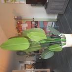 Te koop Strelitzia kunst plant, Ophalen of Verzenden