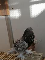 Krulduif kroppers, Dieren en Toebehoren, Vogels | Duiven, Meerdere dieren, Kropper