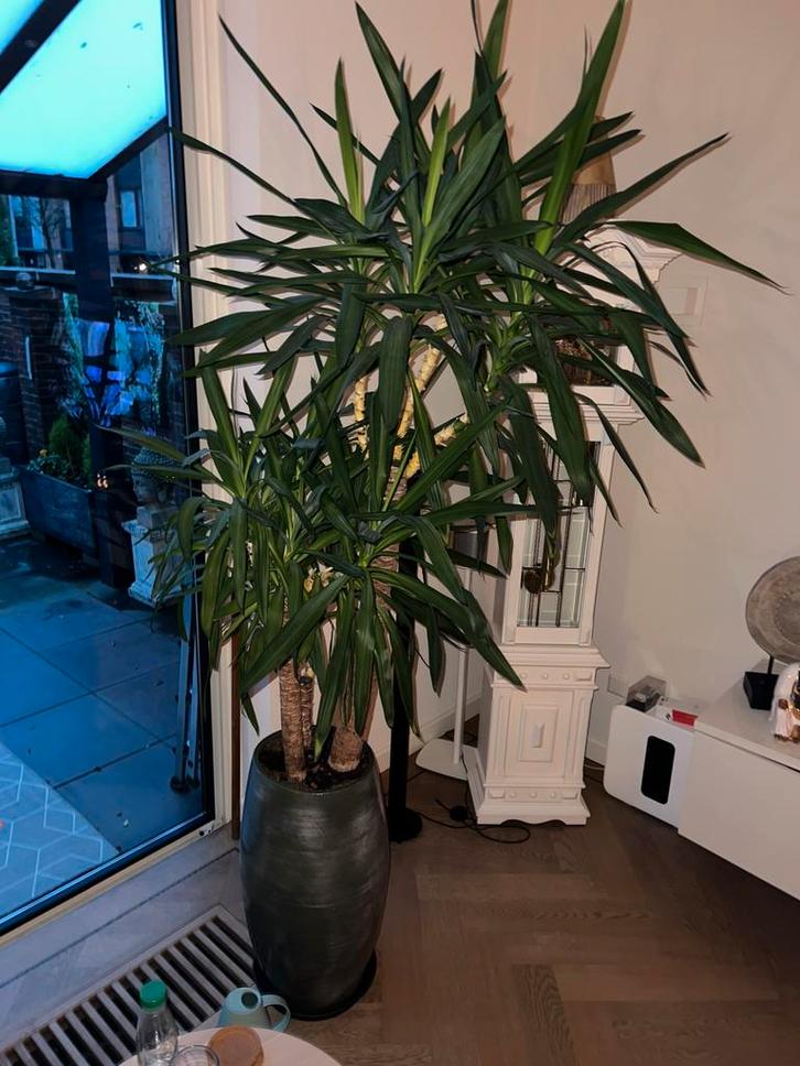 2x Grote Mooie planten incl grote potten, Huis en Inrichting, Kamerplanten, Minder dan 100 cm, Halfschaduw, Ophalen of Verzenden