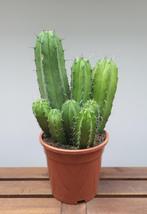 Cactus | Ø17cm H40cm, Cactus, Minder dan 100 cm, Ophalen of Verzenden