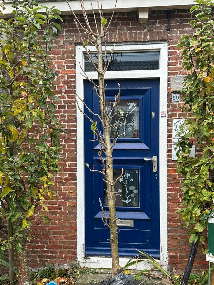 2x Zuilappel Red River MM111, Tuin en Terras, Planten | Fruitbomen, Lente, Ophalen of Verzenden