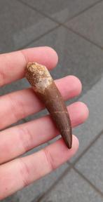 Grote Plesiosaurus tand uit Marokko dinosaurus fossiel, Verzamelen, Mineralen en Fossielen, Ophalen of Verzenden, Fossiel