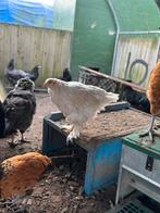 Kippen te koop, Vrouwelijk, Kip