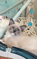 Prachtig Ragdoll kitten (katerje) met stamboom, Dieren en Toebehoren, Katten en Kittens | Raskatten | Langhaar, Kater, Gechipt