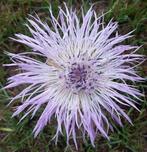 Amerikaanse Korenbloem lichtviolet, Ophalen of Verzenden, Volle zon