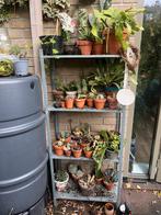 Cactus om te kiezen inclusief pot, Ophalen, Halfschaduw, Minder dan 100 cm