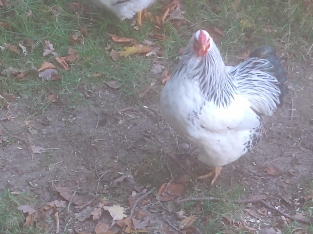 Wyandotte Columbia krielhanen, Dieren en Toebehoren, Overige Dieren, Juli, Mannelijk