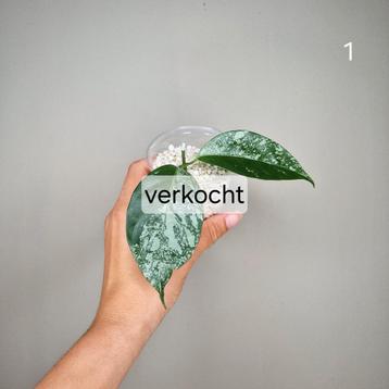 Hoya Coriacea Splash  beschikbaar voor biedingen