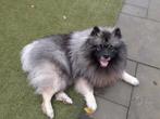 Wolfgrijze keeshond    NIET TE KOOP dekreu, Dieren en Toebehoren, Particulier, Keeshond, Reu, 1 tot 2 jaar