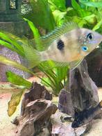 thorichthys helleri rio chacamax, Dieren en Toebehoren, Vis