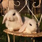 Lieve jonge konijntjes, Dieren en Toebehoren, Konijnen, Mannelijk, Dwerg, Hangoor, 0 tot 2 jaar