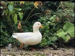 Gezocht: witte kwakertjes, Meerdere dieren, Eend