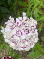 Bloemzaden van Dianthus barbatus (gemengde kleuren)., Tuin en Terras, Bloembollen en Zaden, Ophalen of Verzenden