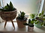4 planten met pot, Tuin en Terras, Bloempotten, Ophalen, Zo goed als nieuw