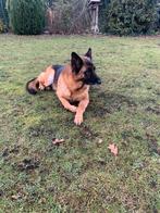 Duitse Herder, Dieren en Toebehoren, Honden | Herdershonden en Veedrijvers, 6 jaar of ouder, Particulier, Buitenland, Teef