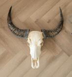 Enorme echte  buffel schedel - skull - geraamte -Taxidermi, Ophalen of Verzenden, Zo goed als nieuw, Overige soorten, Schedel