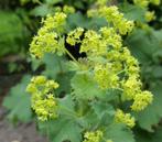 Vrouwenmantel / Alchemilla mollis, Volle zon, Vaste plant, Zomer, Ophalen