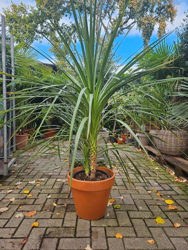 Laatste 2 prachtige Koolpalmen: geen 50 maar 35 pst, Tuin en Terras, Bloembollen en Zaden, Gehele jaar, Volle zon, Ophalen