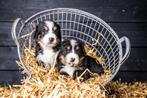 Mooie Berner Sennen pups, Dieren en Toebehoren, Overige rassen, 8 tot 15 weken, CDV (hondenziekte), Meerdere