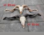2 X  giga grote Ram Schedels - skull- taxidermi- geraamte, Ophalen of Verzenden, Schedel