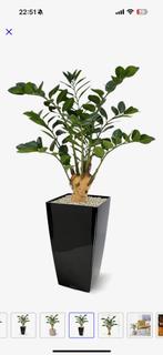 Zamioculcas op voet 65 cm, Ophalen of Verzenden, Zo goed als nieuw