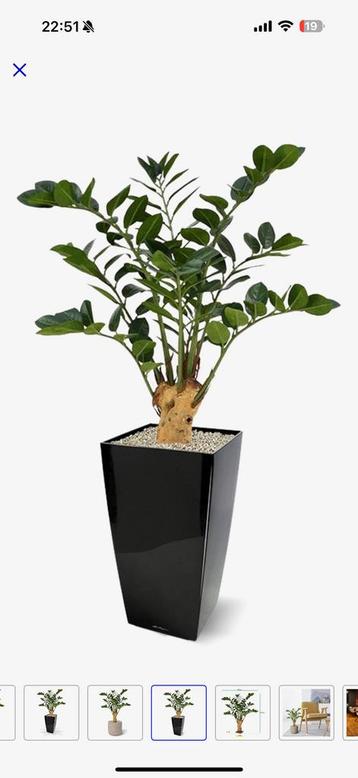 Zamioculcas op voet 65 cm beschikbaar voor biedingen