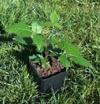 10 bramenplanten zonder doorn!, Ophalen of Verzenden, Zomer, Overige soorten, Volle zon